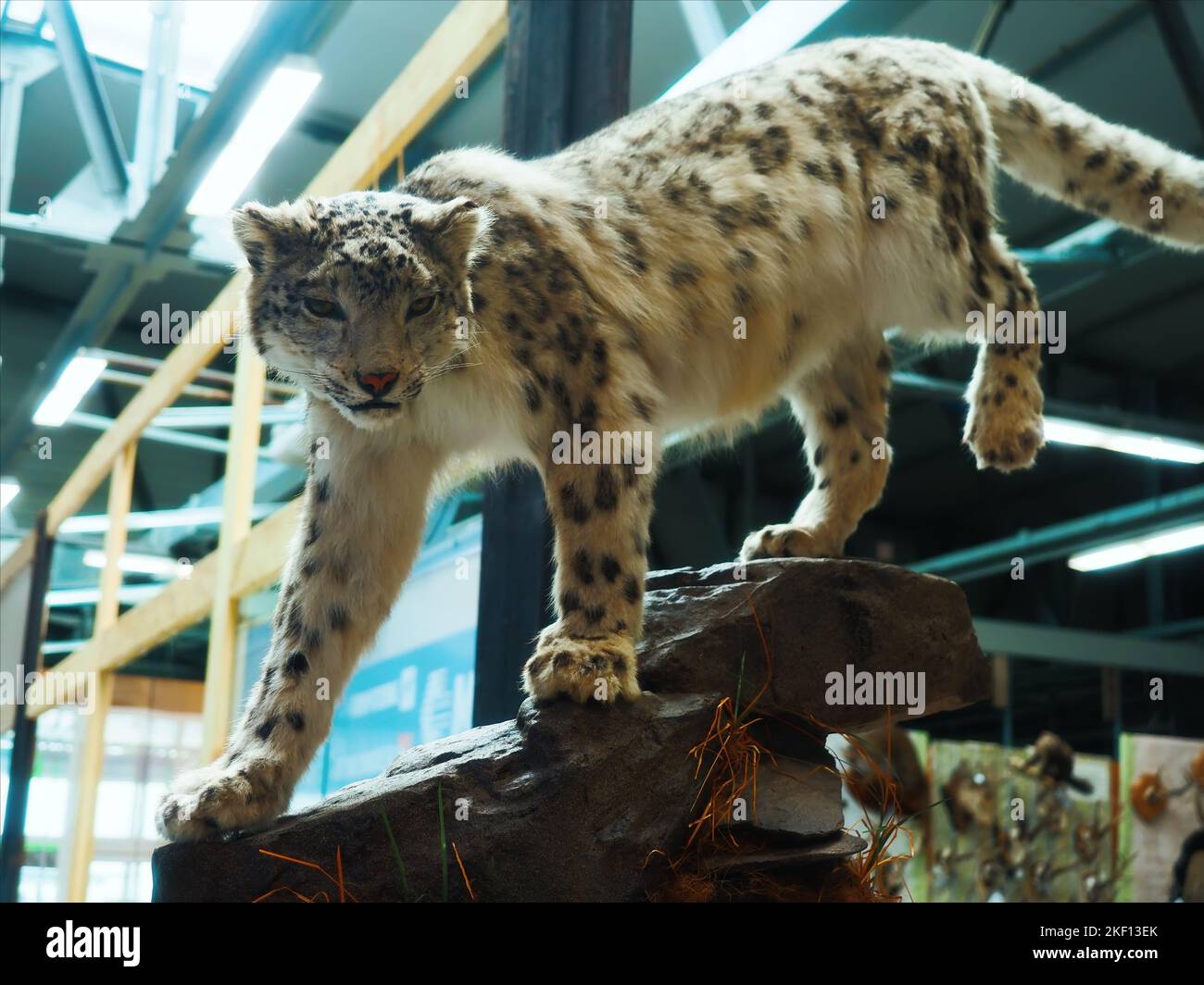 Effigy of lynx in shopping mall sneaks over rocks. Hunter's Trophy. Portrait of predator.. Stock Photo