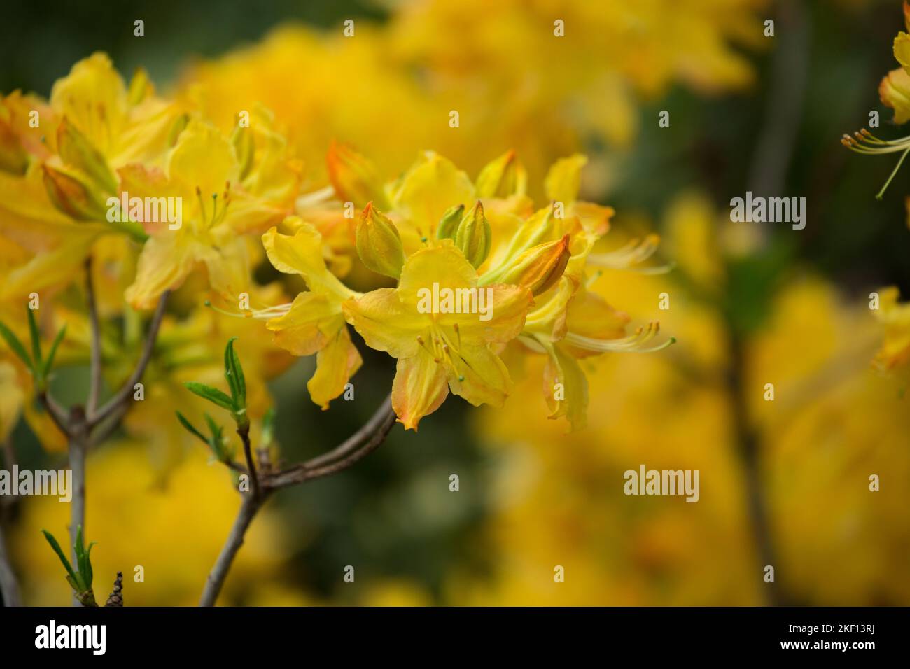 Beautiful warm yellow Rhododendron blossoms, many small flowers. Stock Photo