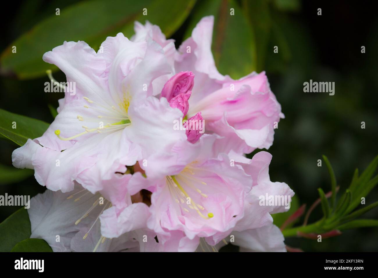 Beautiful pale pink Rhododendron blossoms. The core of the flowers has a delicate, spotted yellow pattern, the feather dusters are white. Stock Photo