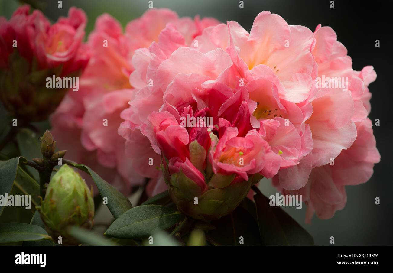 Beautiful pink white Rhododendron blossoms. The core of the flowers has a delicate, spotted yellow pattern. Stock Photo