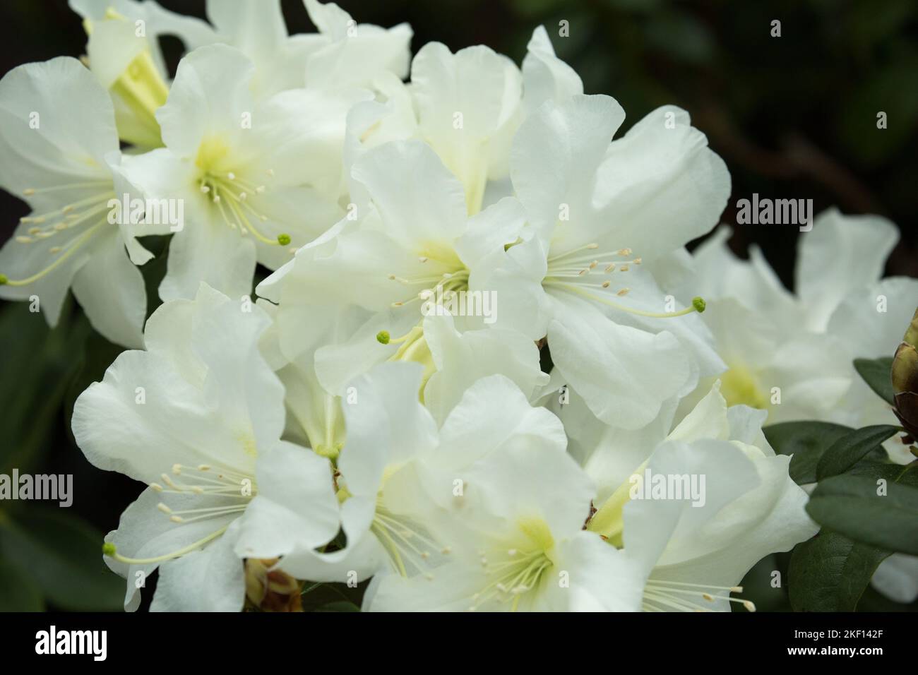 Bright white Rhododendron blossoms. The core of the flowers has a delicate, spotted yellow pattern, the feather dusters are white. Stock Photo