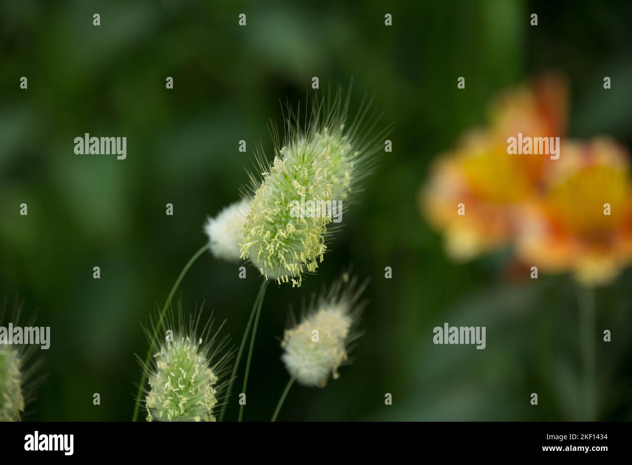 A few velvety grass with a fluffy inflorescence on the left side of the picture with orange flowers in the blurred background on the right side. Stock Photo