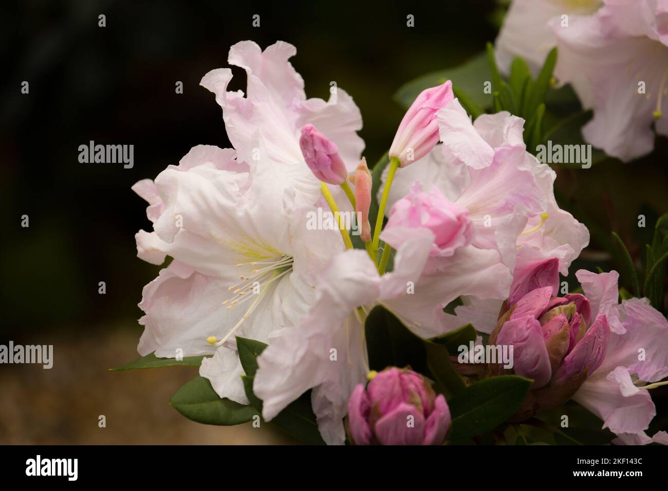 Beautiful pale pink Rhododendron blossoms. The core of the flowers has a delicate, spotted yellow pattern, the feather dusters are white. Stock Photo