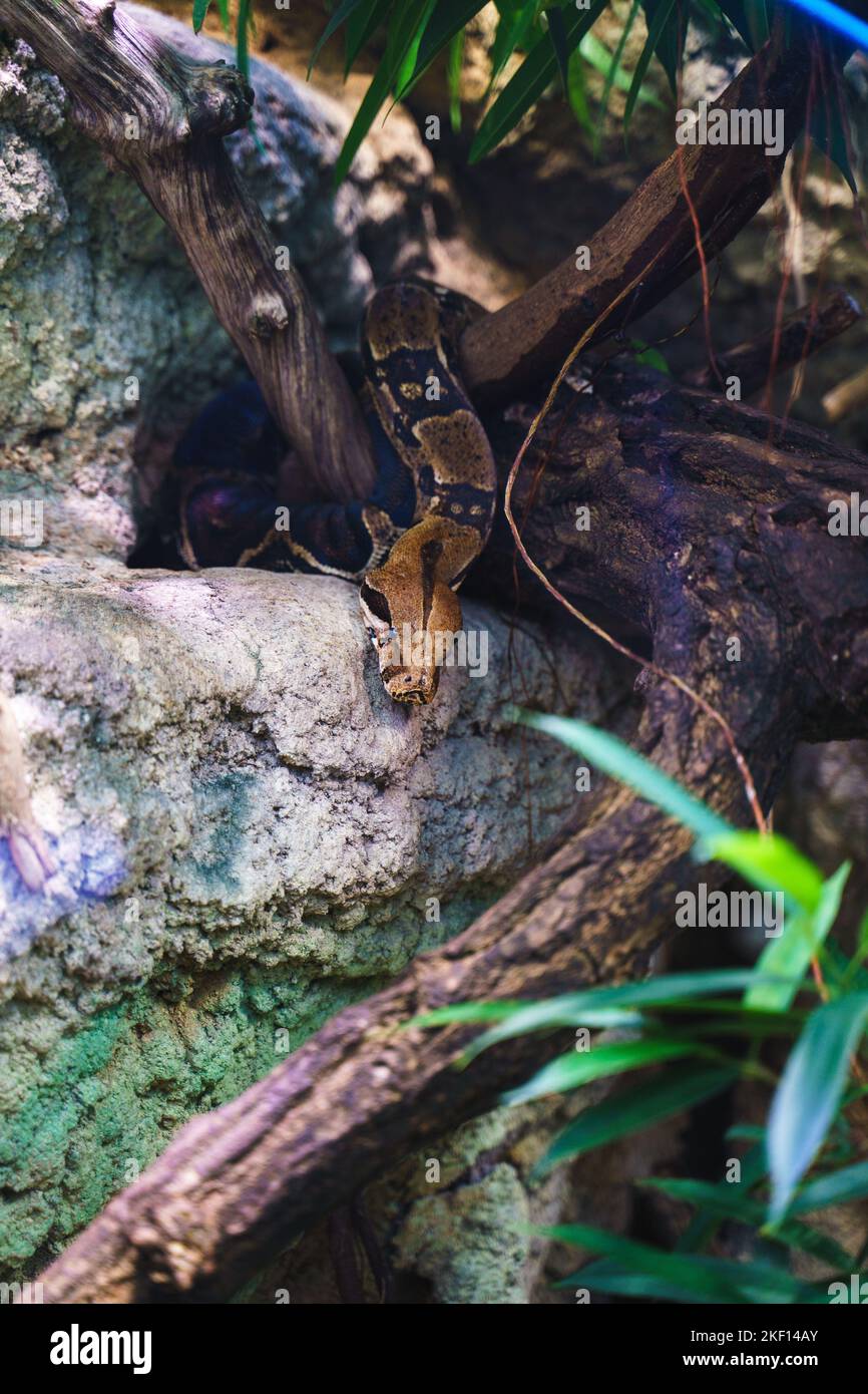 A vertical shot of a big Reticulated python (Malayopython reticulatus ...