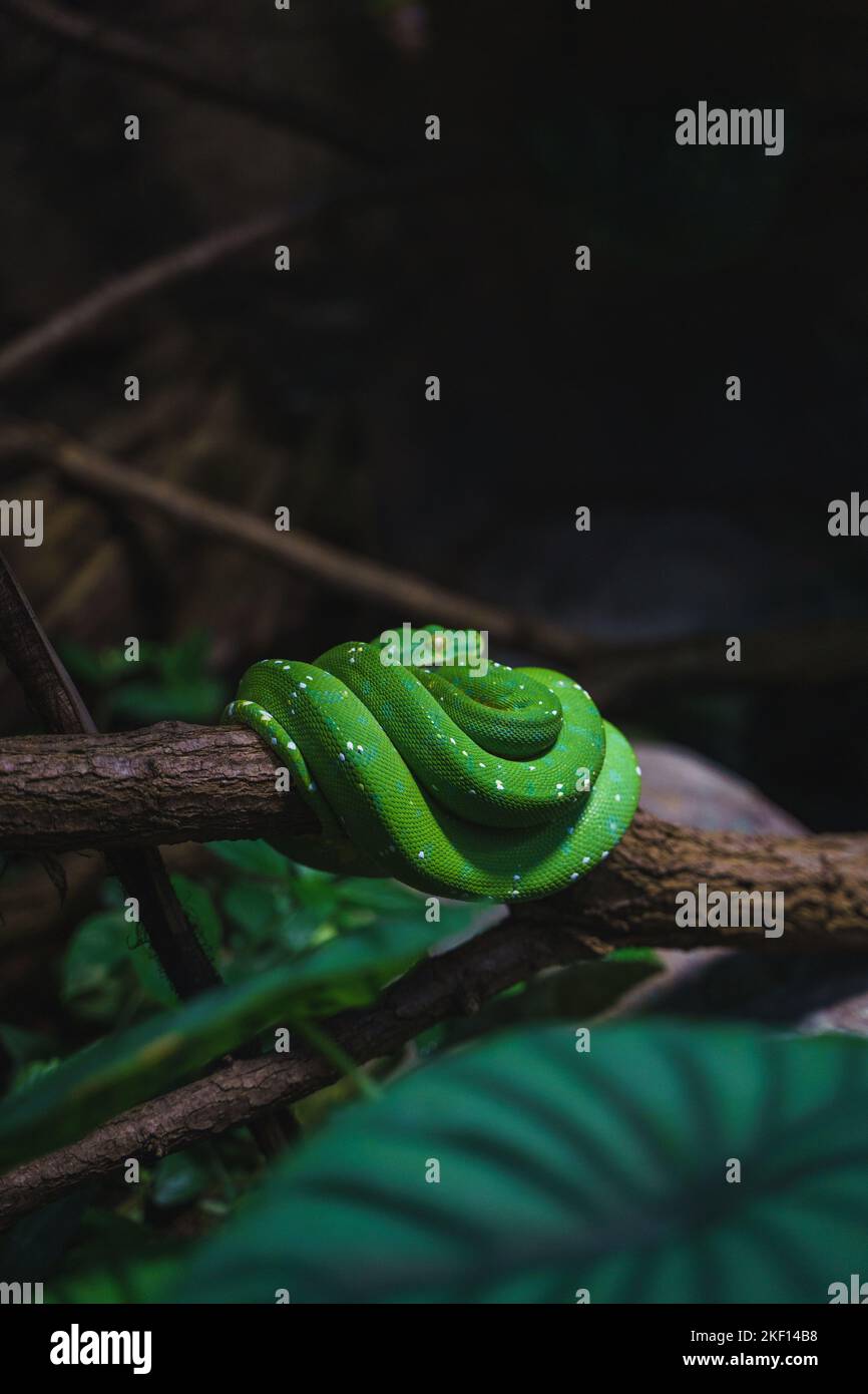 A vertical shot of a Green tree python (Morelia viridis) resting on a ...
