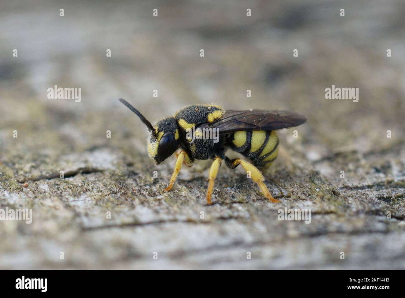 Detailed closeup of the striped Yellow-spotted Dark cleptoparasite solitary Bee , Stelis signata Stock Photo