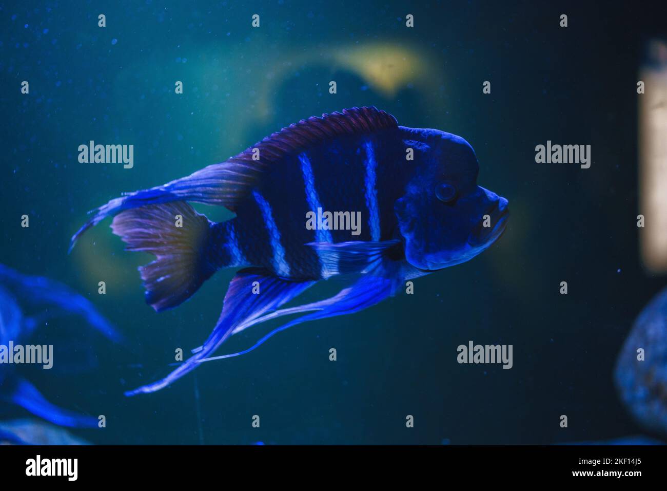 A closeup shot of a blue Humphead cichlid (Cyphotilapia frontosa) swimming in the water Stock Photo