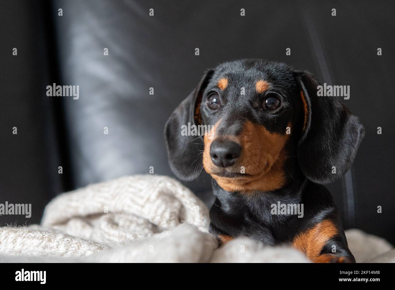 Dachshund Puppy on sofa Stock Photo