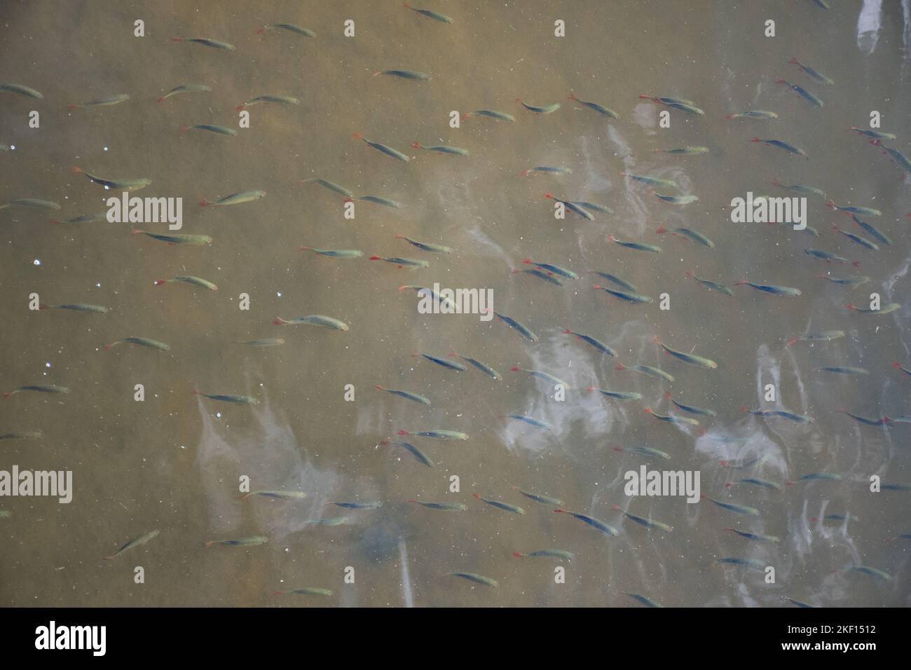 Rudd shoal at the surface of canal Stock Photo
