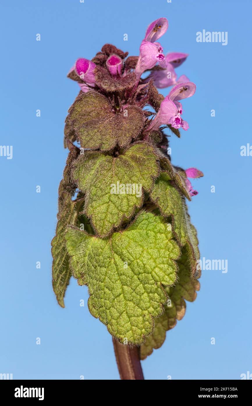 Red dead Nettle Stock Photo