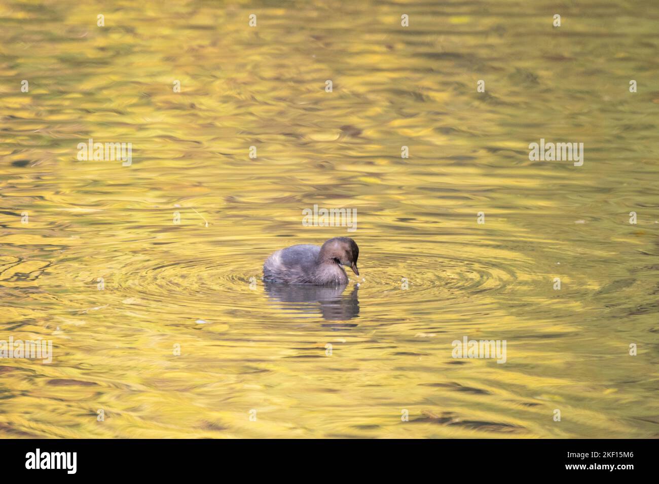 Little grebe on the surface at creswell craggs Stock Photo