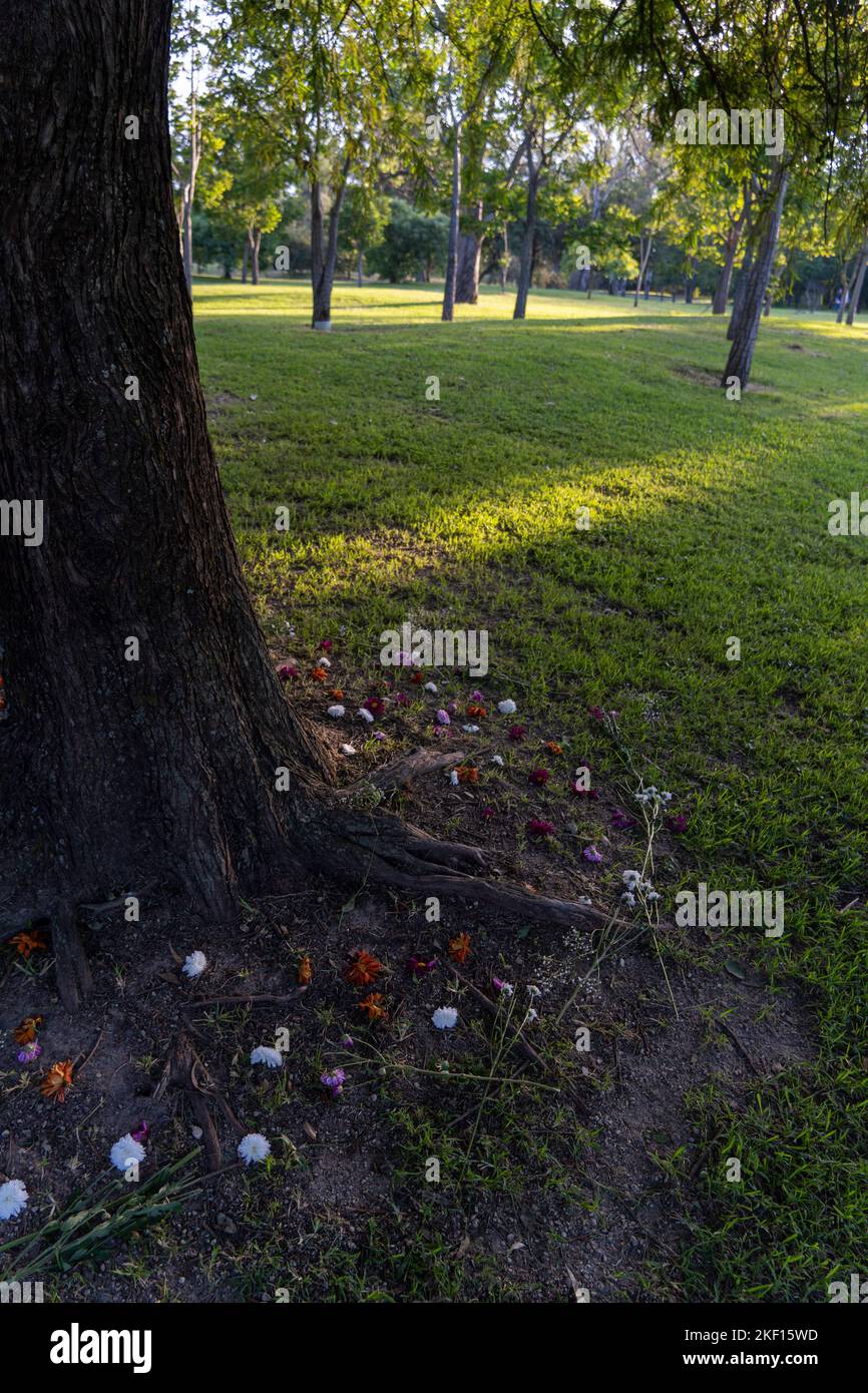 Environmental care tree felling prohibited parks where children play