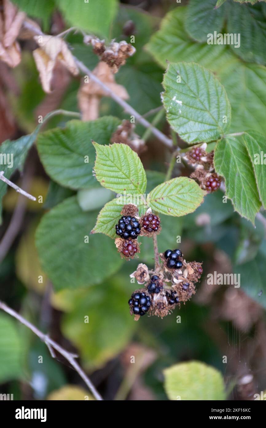 bramble bush is showcasing berries i nthe summer Stock Photo
