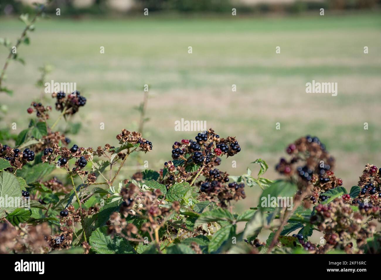 bramble bush is showcasing berries i nthe summer Stock Photo
