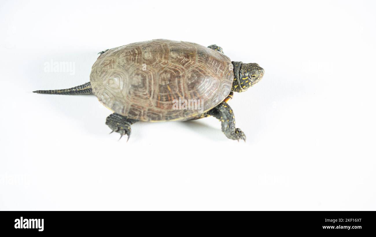 Adult turtle in pond hi-res stock photography and images - Alamy