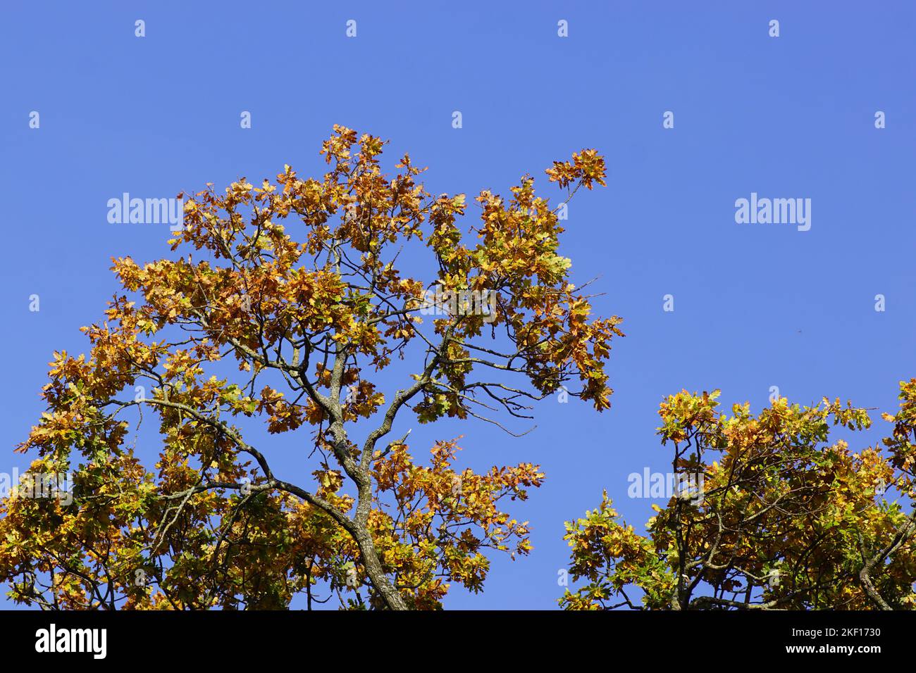 Top of an oak tree with leaves in fall colors and a blue sky in the ...