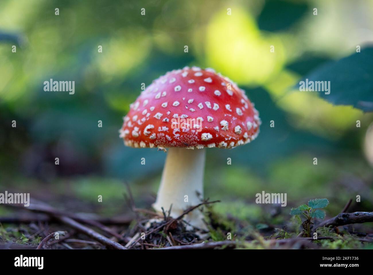 fly ageric mushroom on the woodland floor Stock Photo