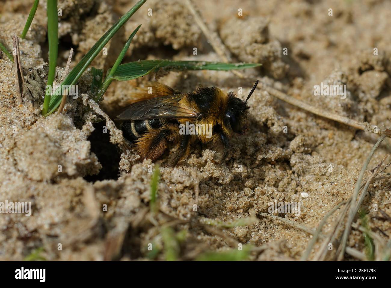 Natural closeup of a female Pantaloon bee, Dasypoda hirtipes , leaving her nest Stock Photo