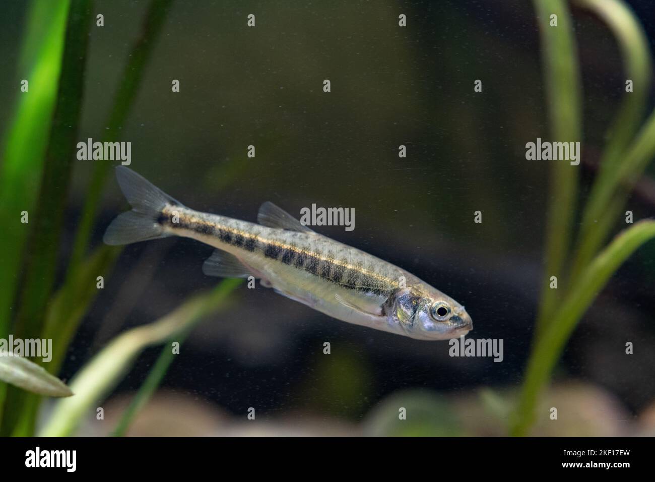 minnow swimming in the water Stock Photo
