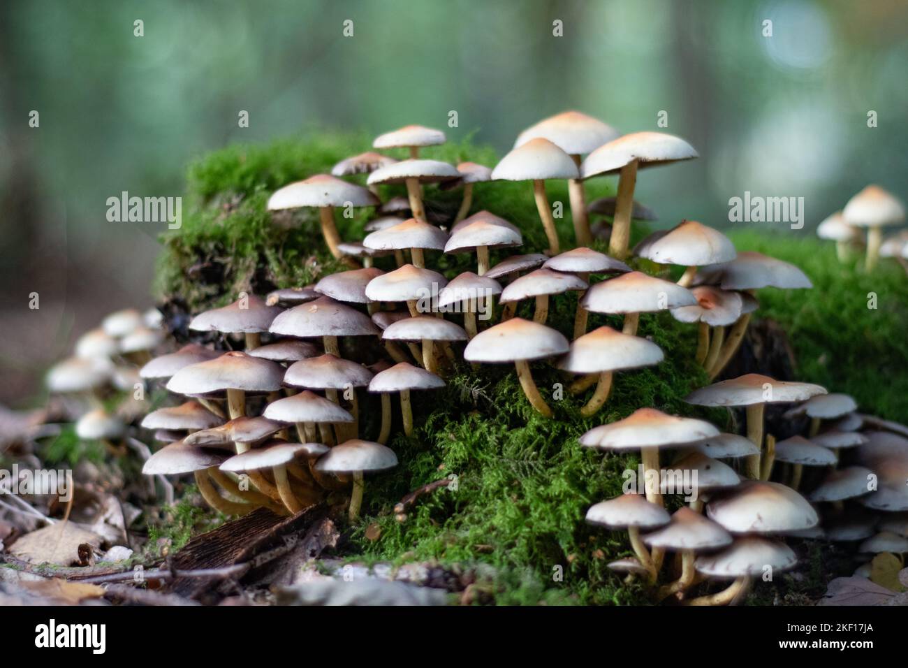 fungi on the floor of sherwood forest Stock Photo