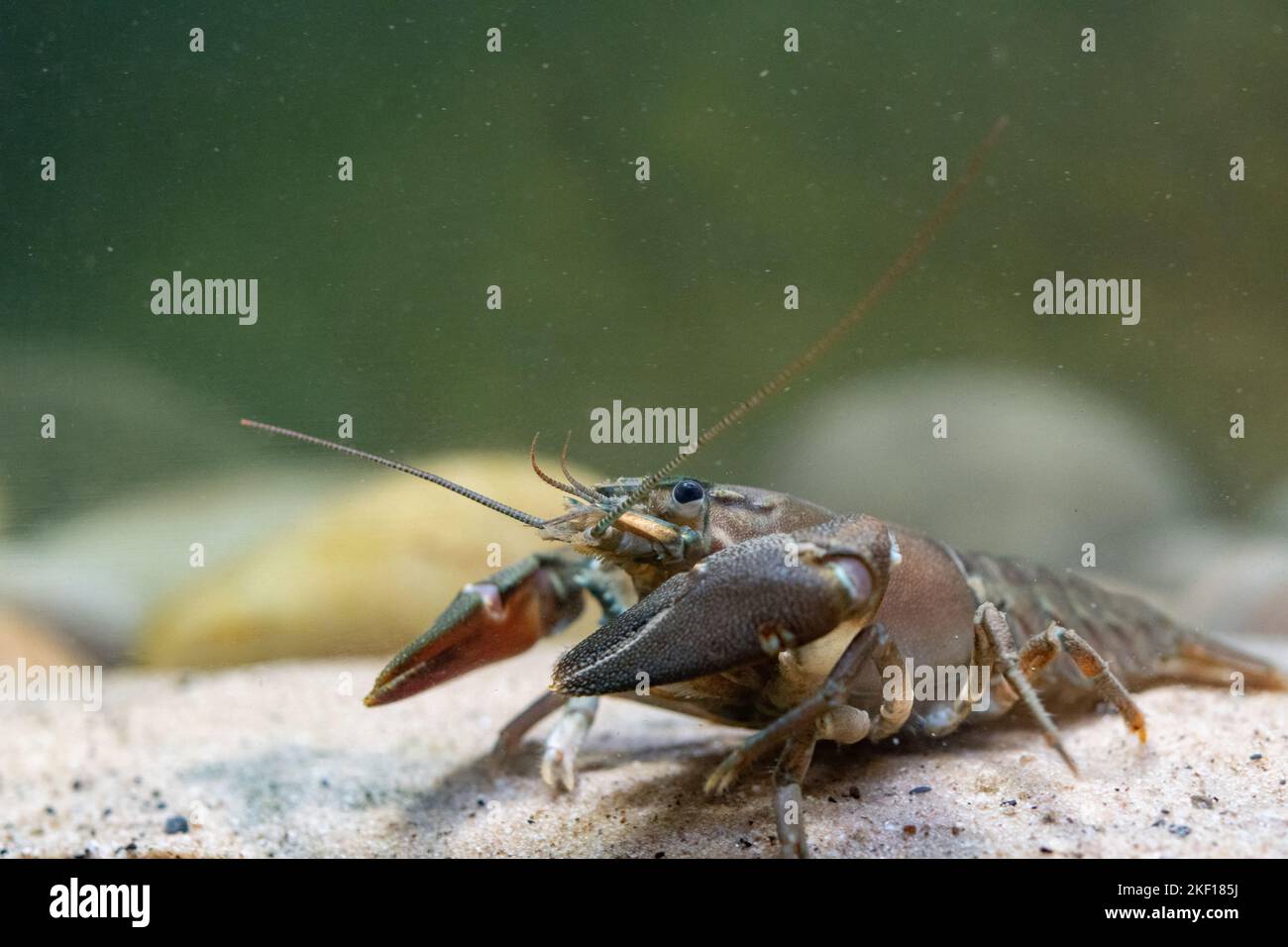 signal crayfish walking along the riverbed Stock Photo
