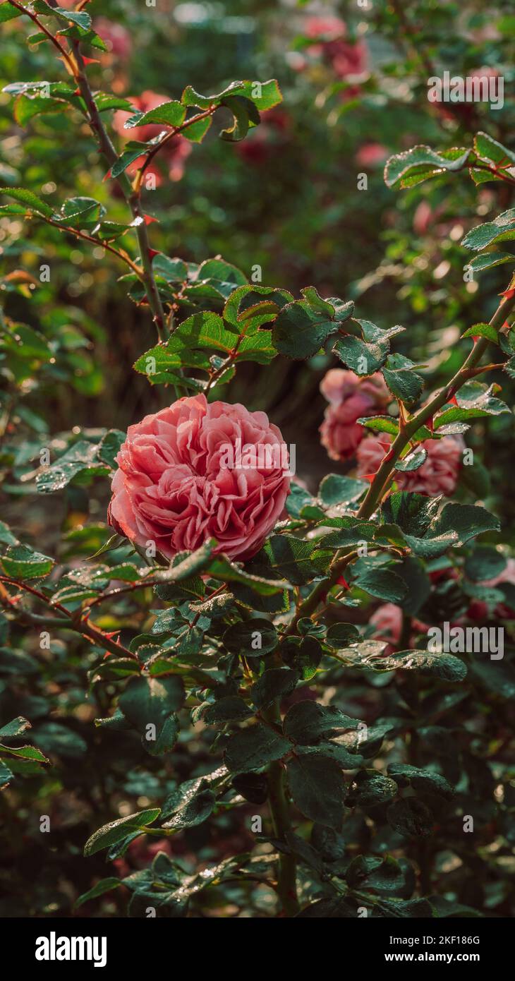 A vertical shot of pink garden roses growing outdoor. Perfect for ...