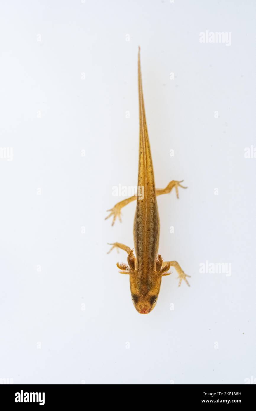 smooth newt eft or tadpole Stock Photo