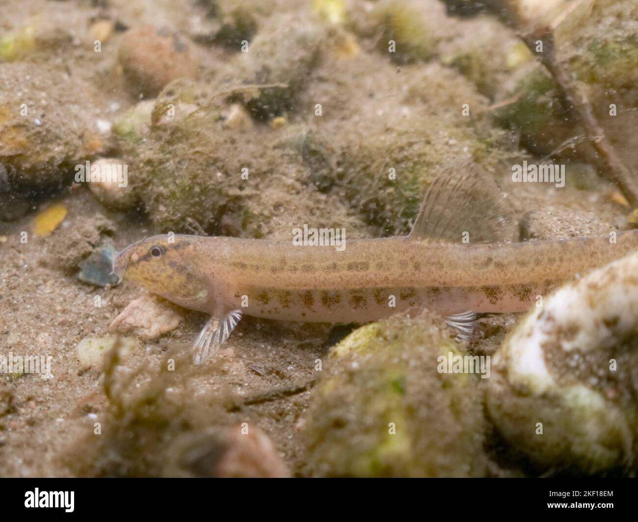 spined loach on the confluence of the mease and trent. Stock Photo