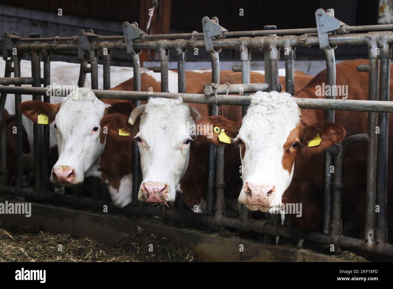 Dairy cows in the barn Stock Photo - Alamy