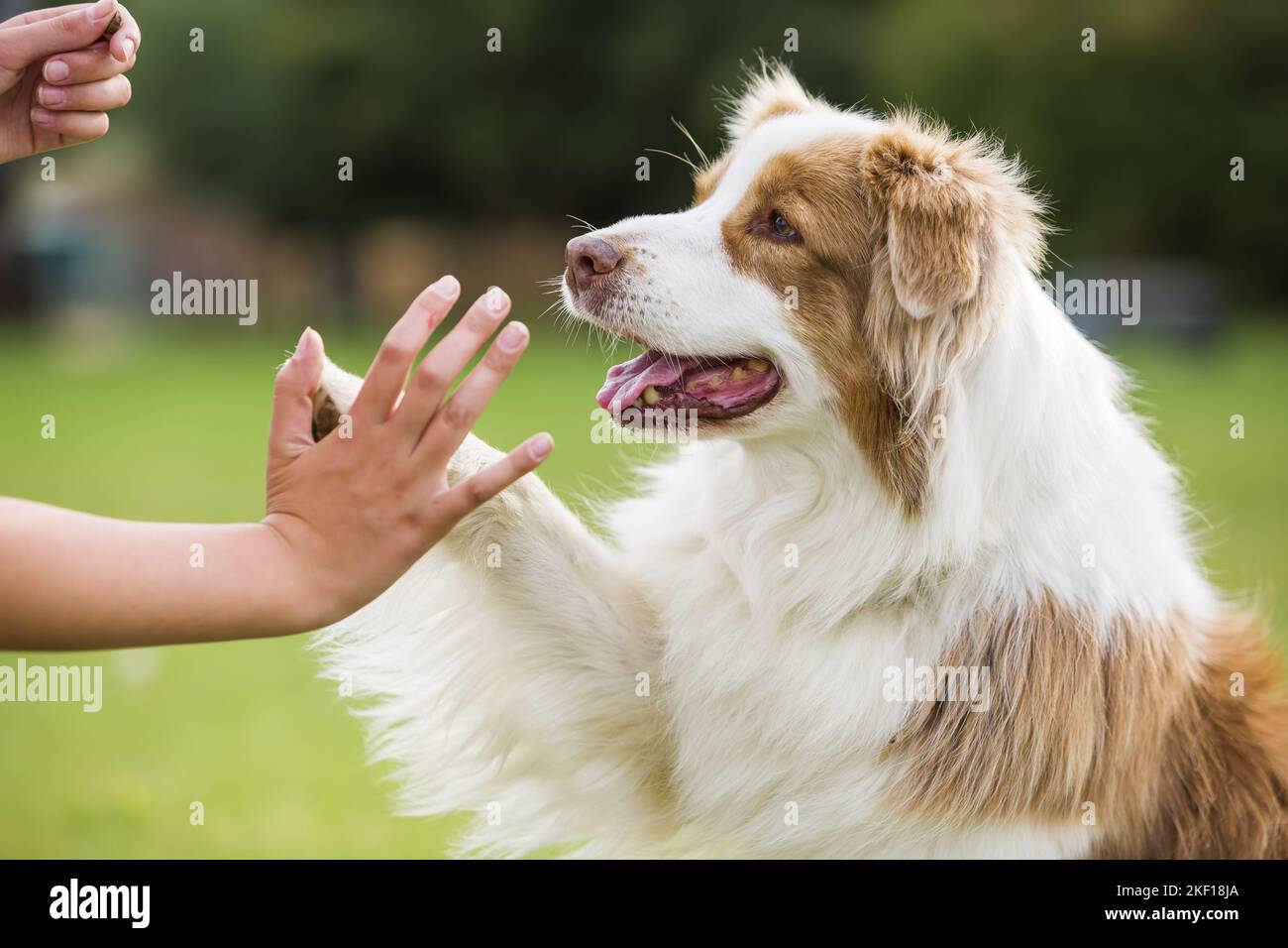 human with Australian Shepherd Stock Photo Alamy