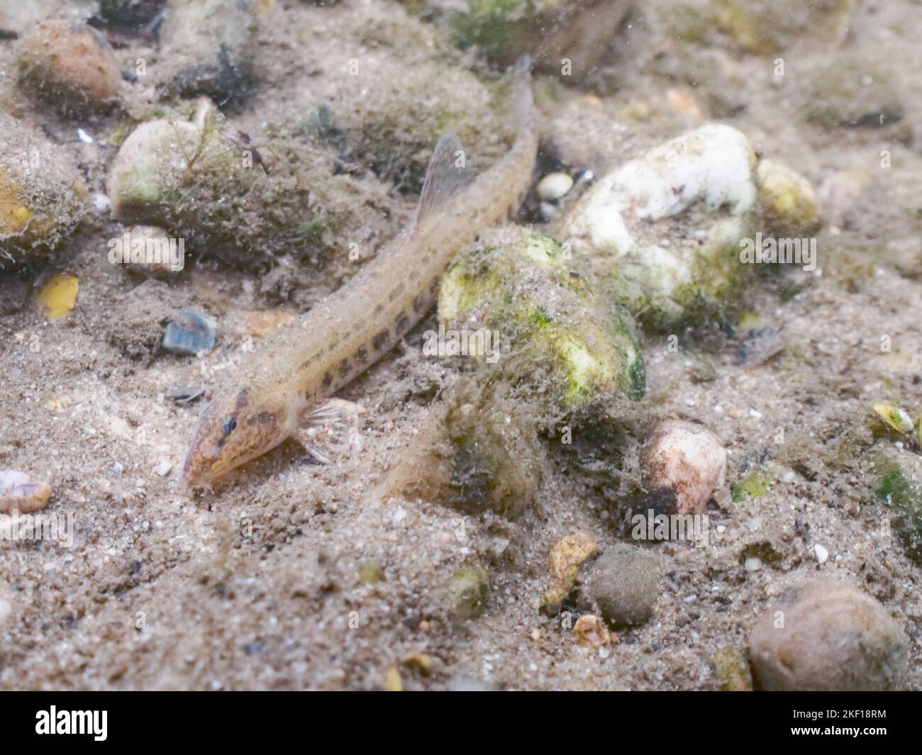 spined loach on the confluence of the mease and trent. Stock Photo