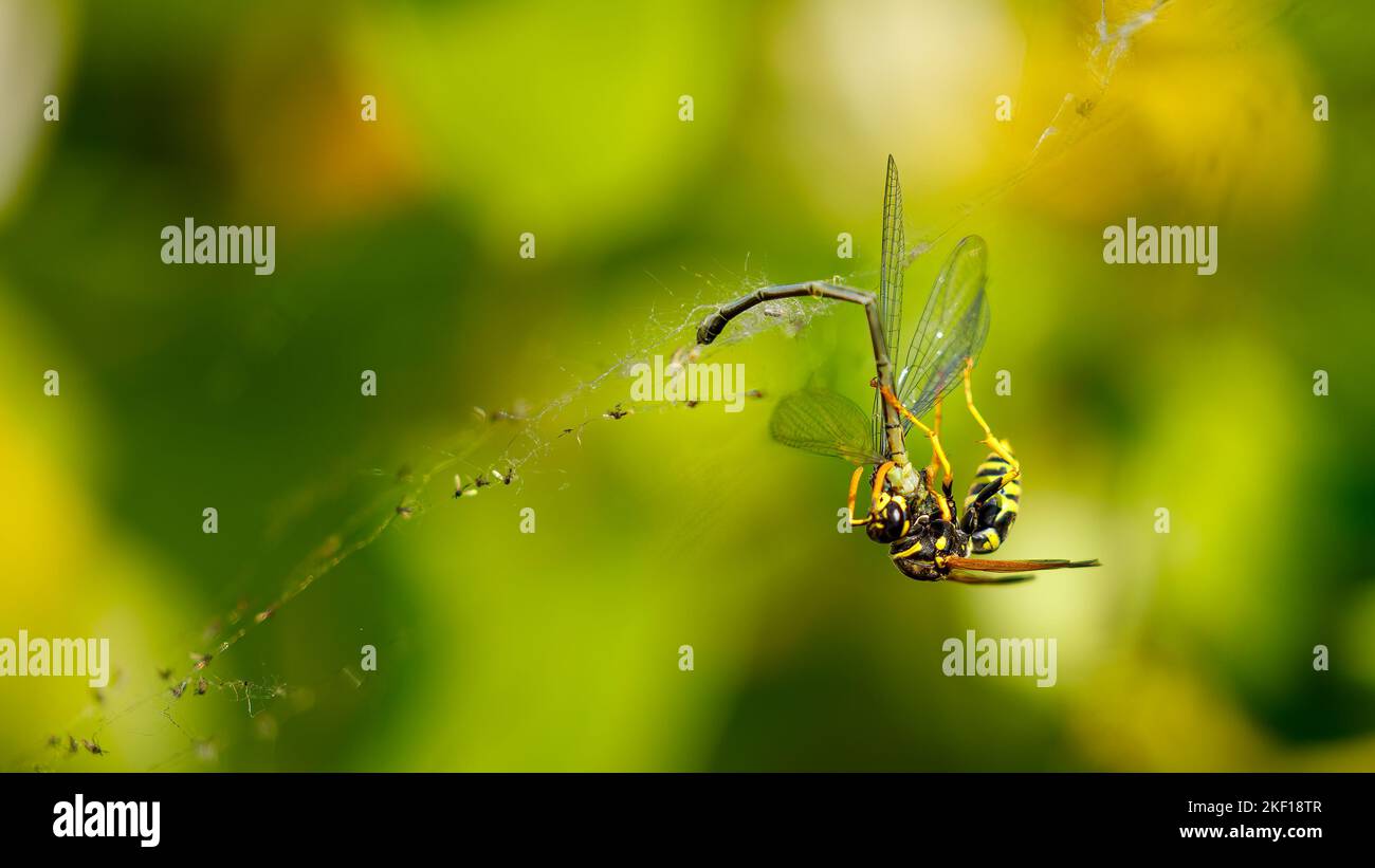 A wasp is killing a damselfly Stock Photo