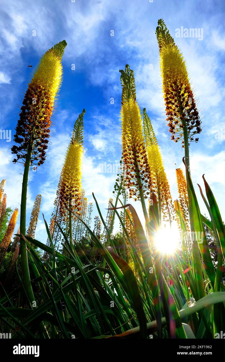 Long yellow flowers in botanical garden with bees buzzing blue sky