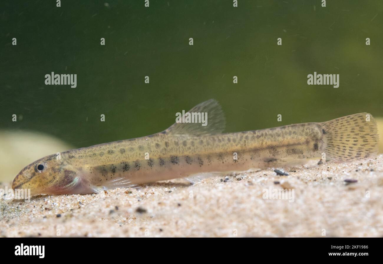 spined loach Stock Photo