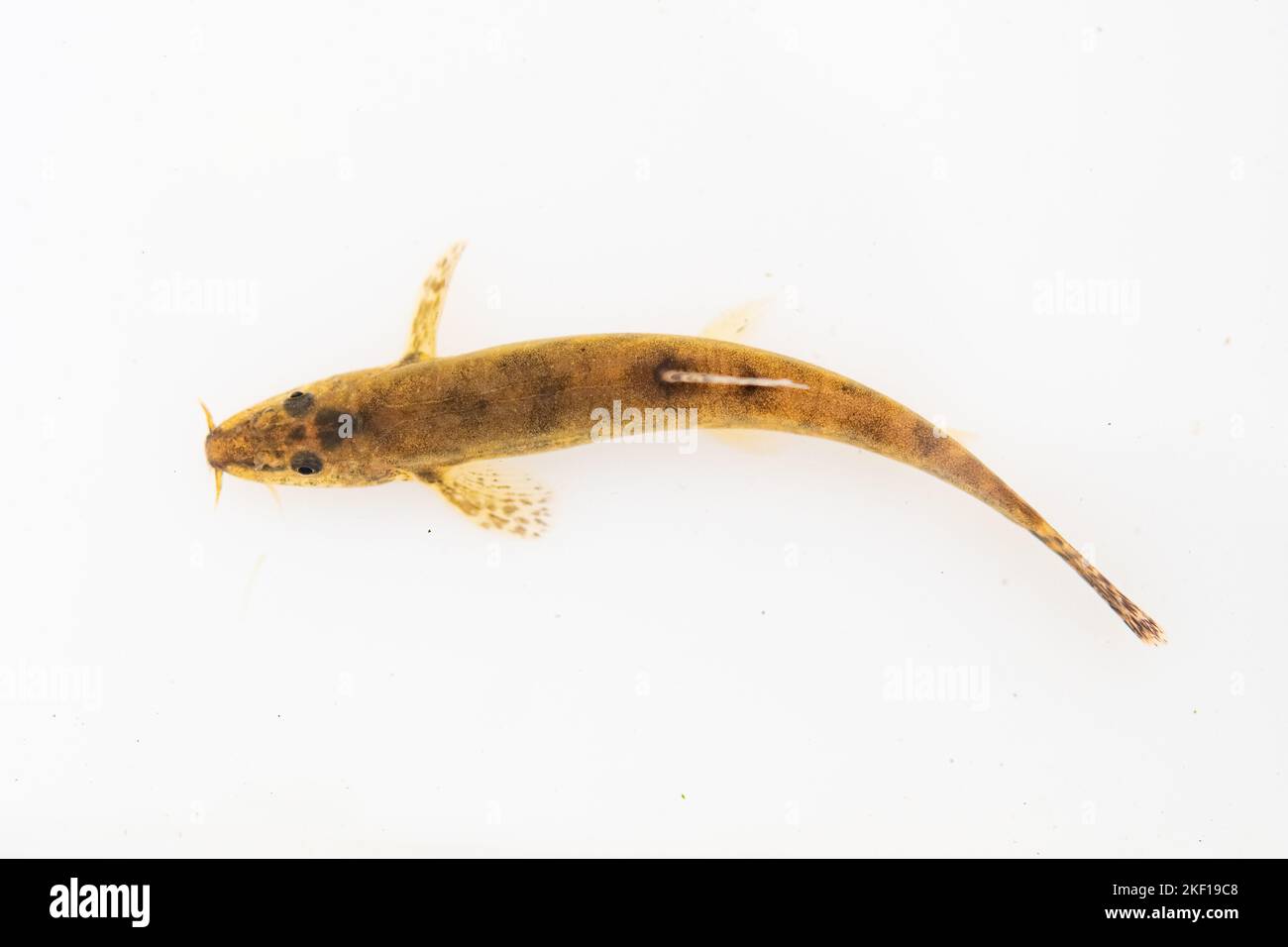 Stone loach on a white background Stock Photo