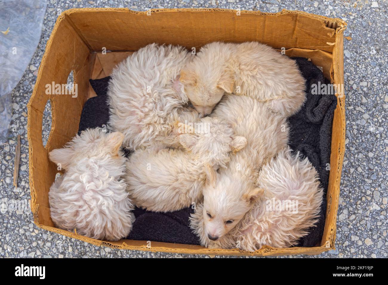 Newborn Hungarian Puli Dog Beige Puppies in Box Stock Photo