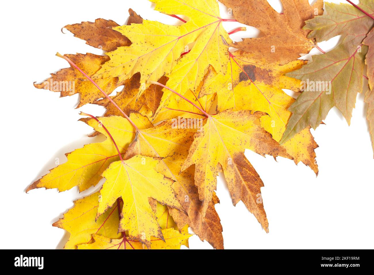 Colorful autumn maple leaves isolated on white background Stock Photo ...