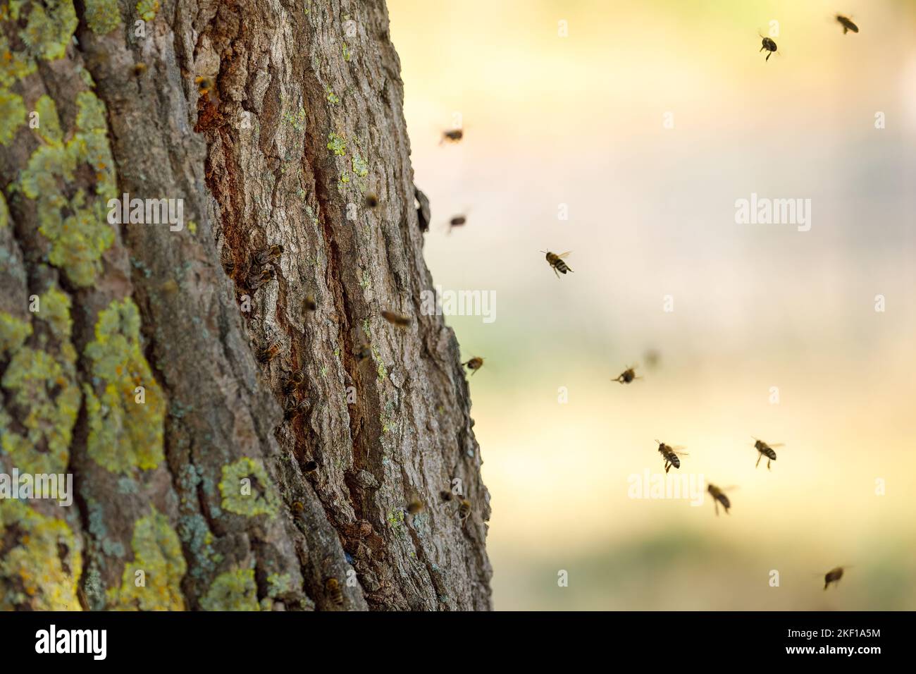 A nest of wild bees Stock Photo