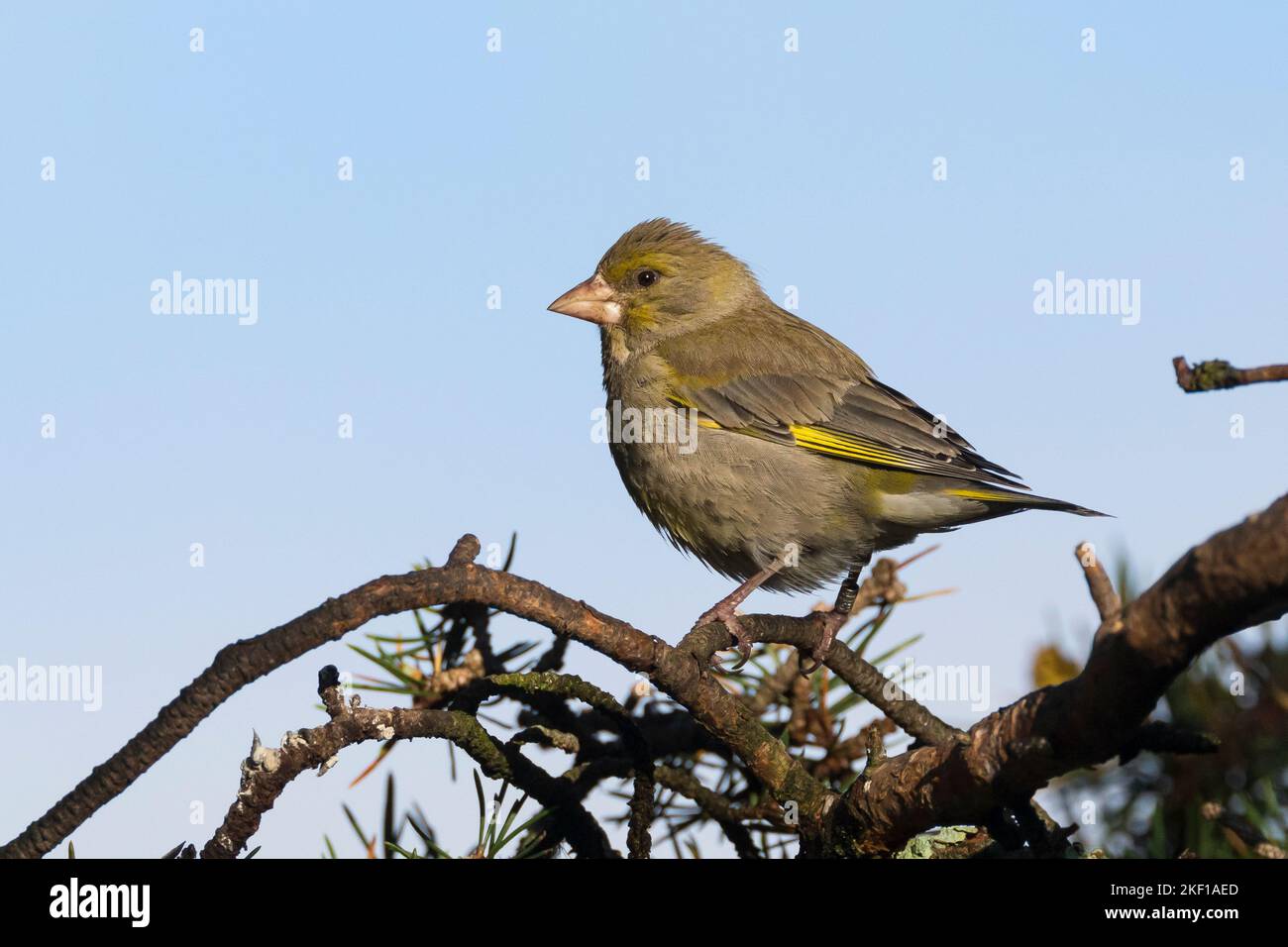 Gr nfink Gr nling Weibchen Gr n Fink Chloris Chloris Carduelis Gr nfink Gr nling Weibchen Gr n Fink Chloris Chloris Carduelis