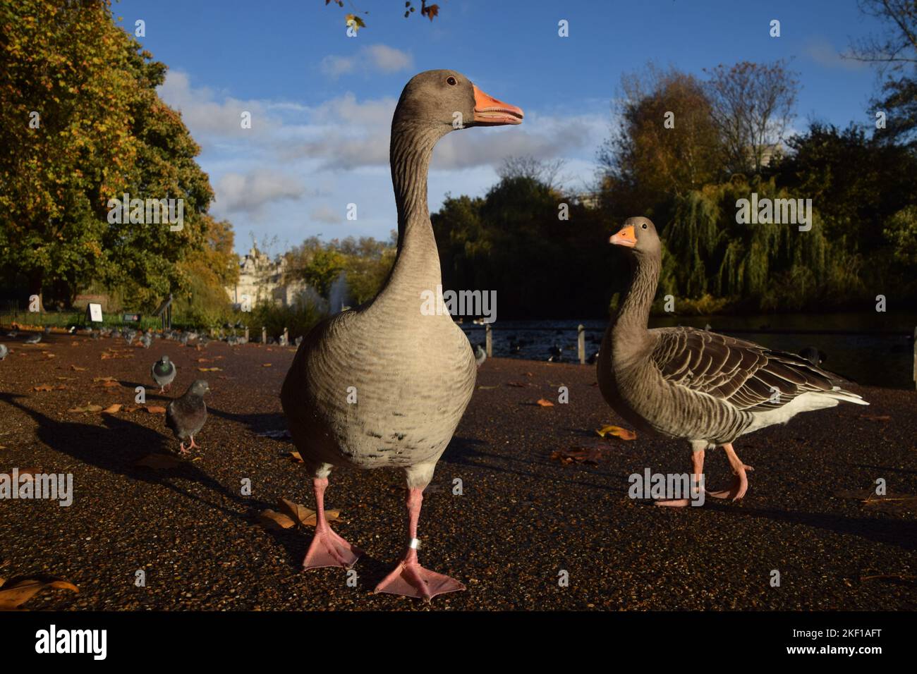 London england uk 15th nov 2022 a pair of resident greylag geese