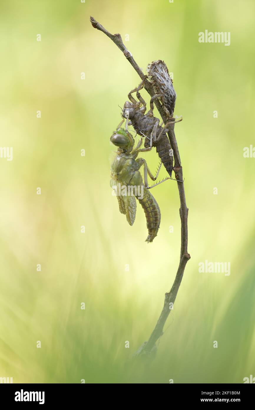 four-spotted chaser Stock Photo