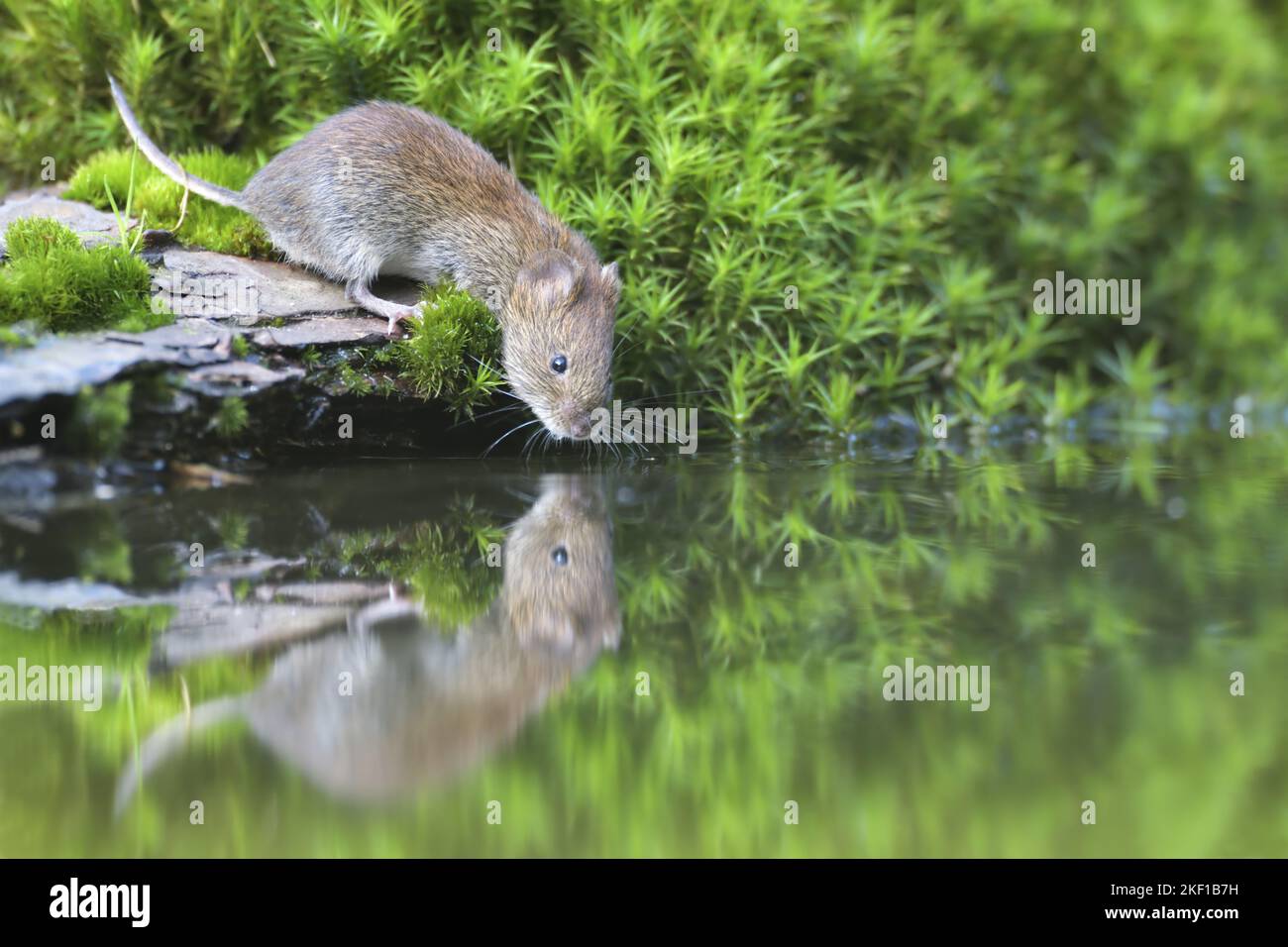Root Vole Root voles hi-res stock photography and images - Alamy