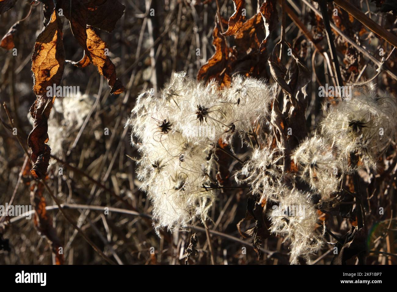 A closeup shot of Old Man's Beard plant with white, fluffy blossom used in medicine Stock Photo