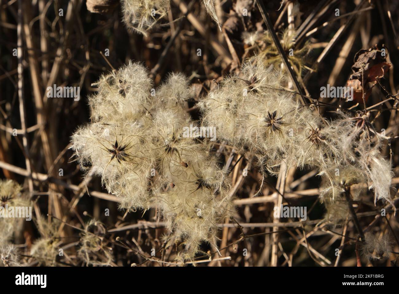 A closeup shot of Old Man's Beard plant with white blossom used in medicine Stock Photo