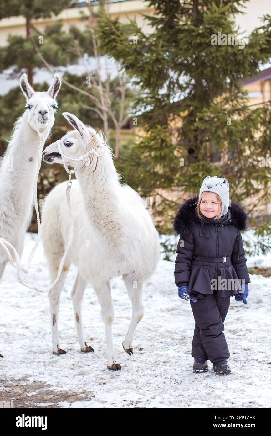A beautiful little girl child in a fur coat stands with an alpaca in a
