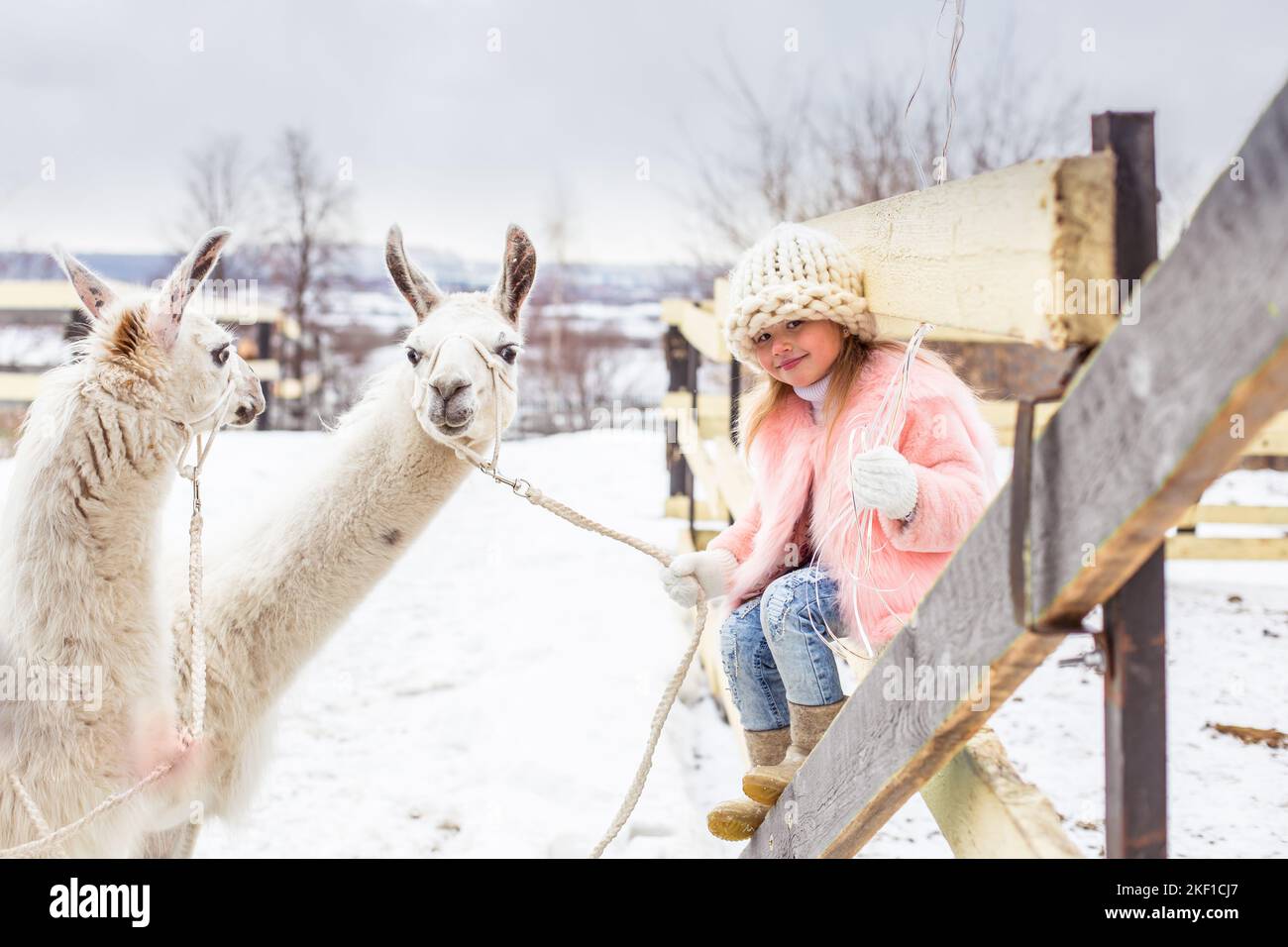 A beautiful little girl child in a fur coat stands with an alpaca in a