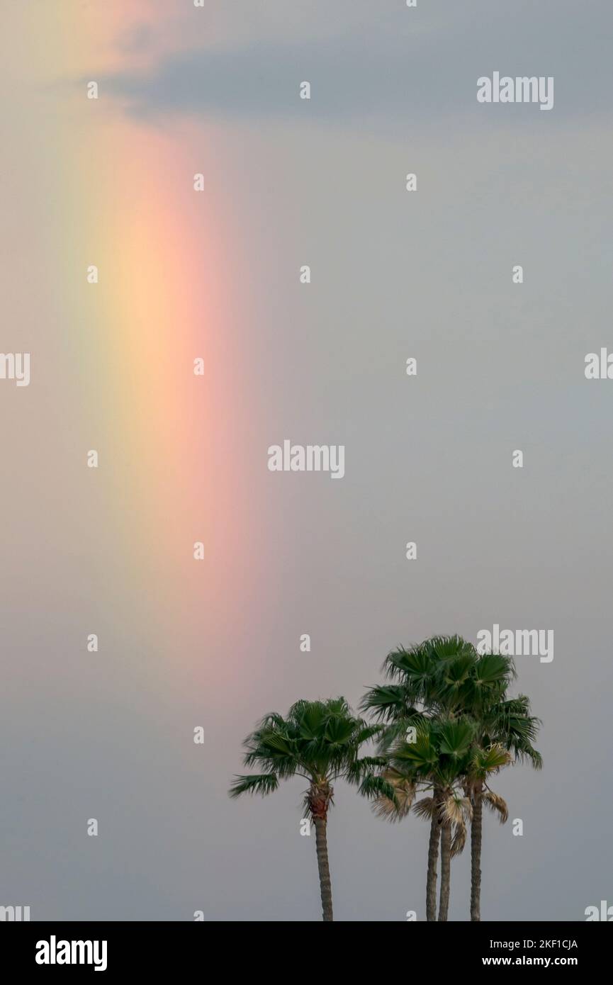 Palm trees and rainbow, Llano Grande RV Resort, Texas, USA Stock Photo