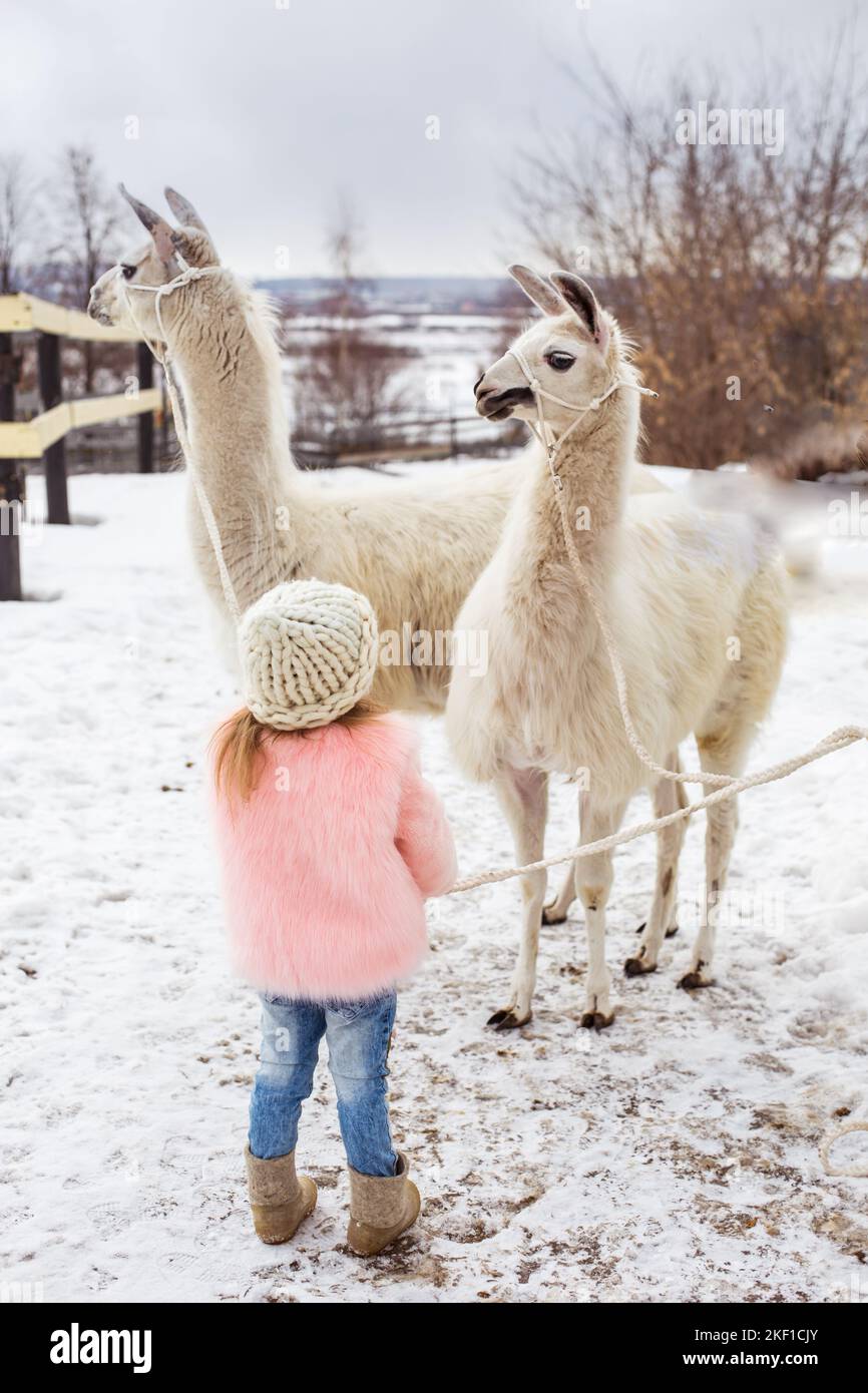 A beautiful little girl child in a fur coat stands with an alpaca in a