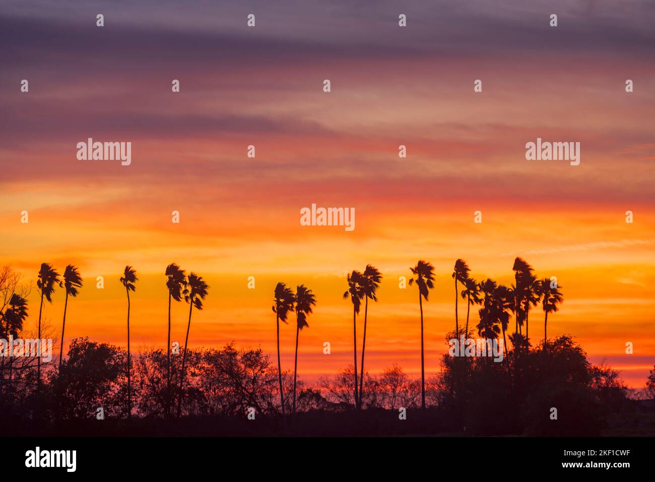 Palm trees at sunset, Mercedes, Texas, USA Stock Photo Alamy