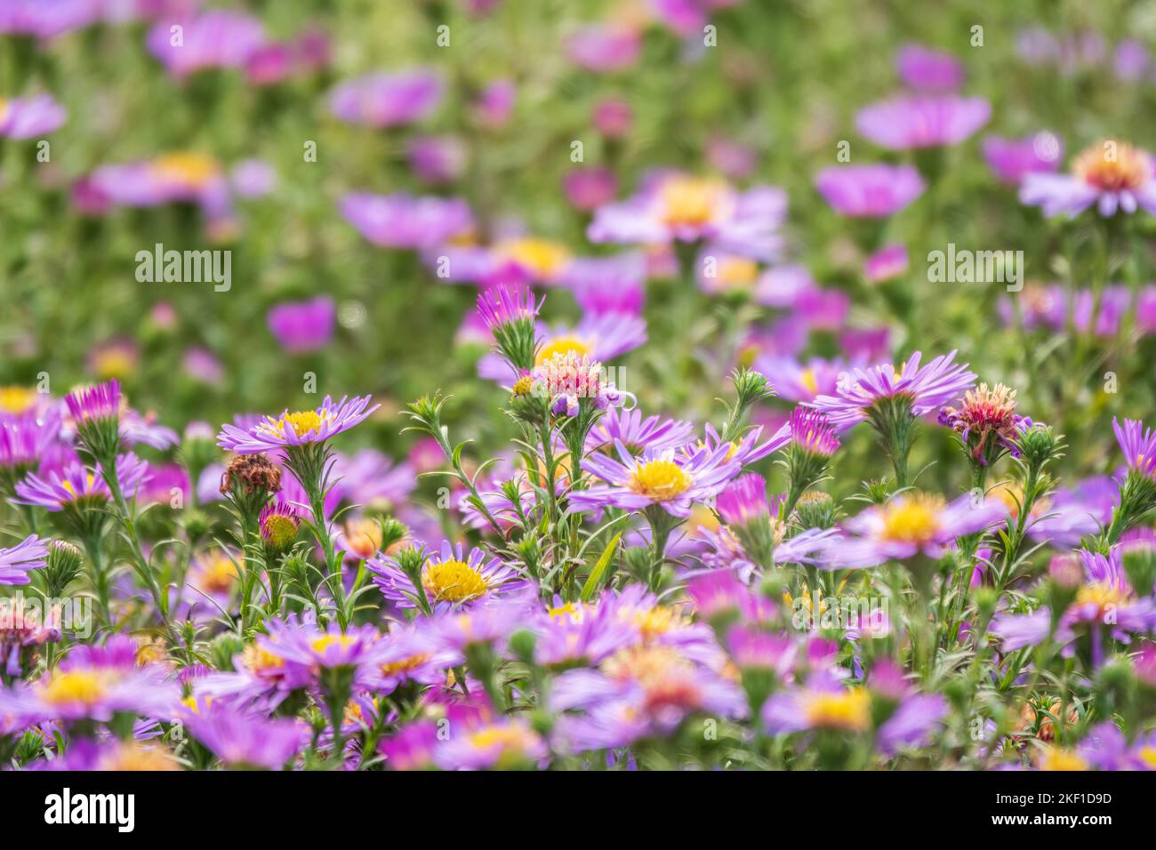 Aster Amellus, Purple Daisy. Daisies - Spring Time Flowers. Closeup of purple Michaelmas daisy flowers, Aster amellus Rudolf goethe, in a garden. Beau Stock Photo